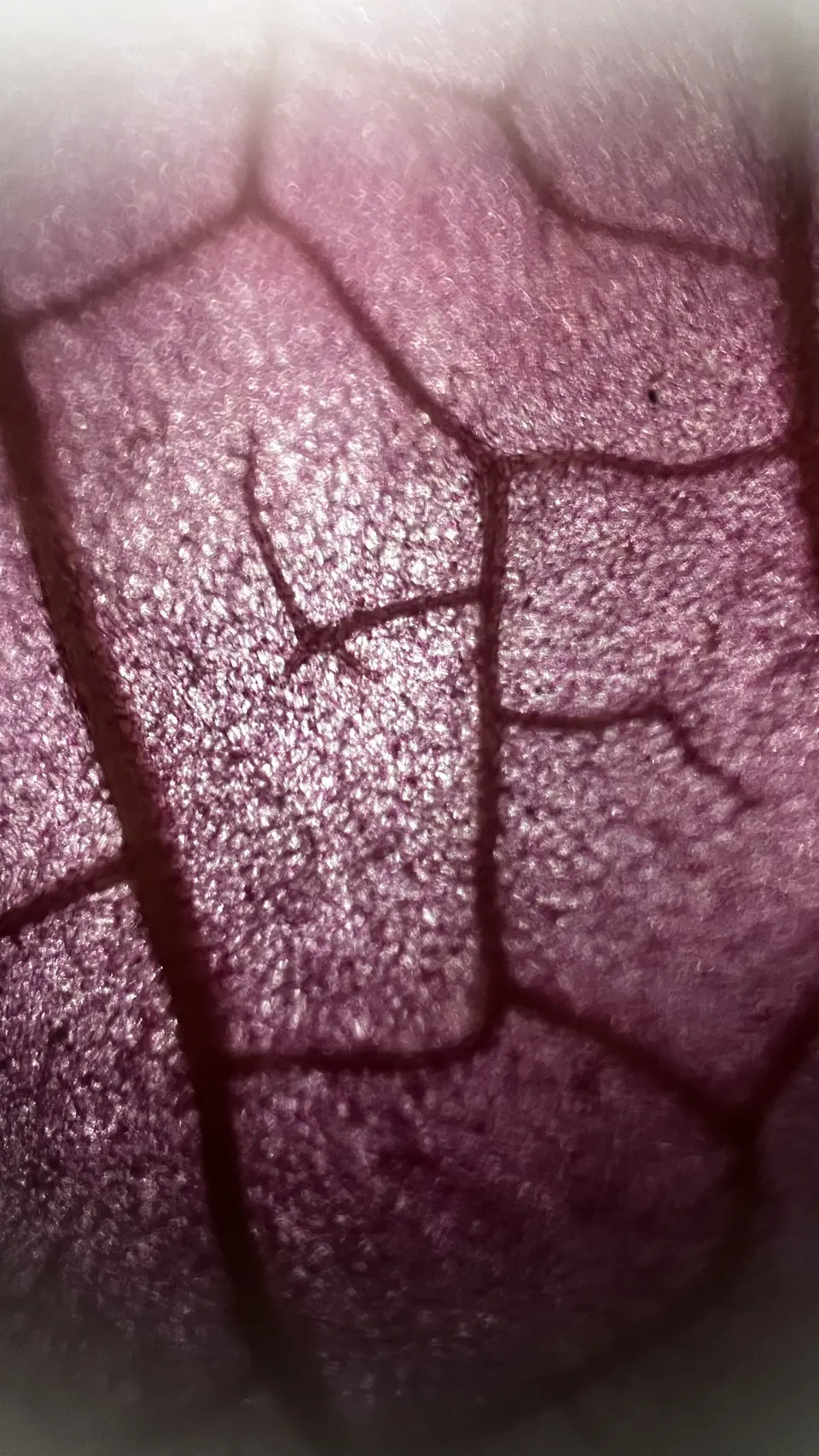 Nervadura de una hoja de buganvilia, vista con el Microscopio DúoLab, en tonos magenta