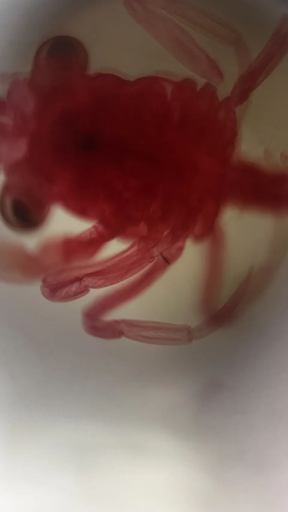 Larva de decápodo teñida de rojo, vista completa con el Microscopio DúoLab