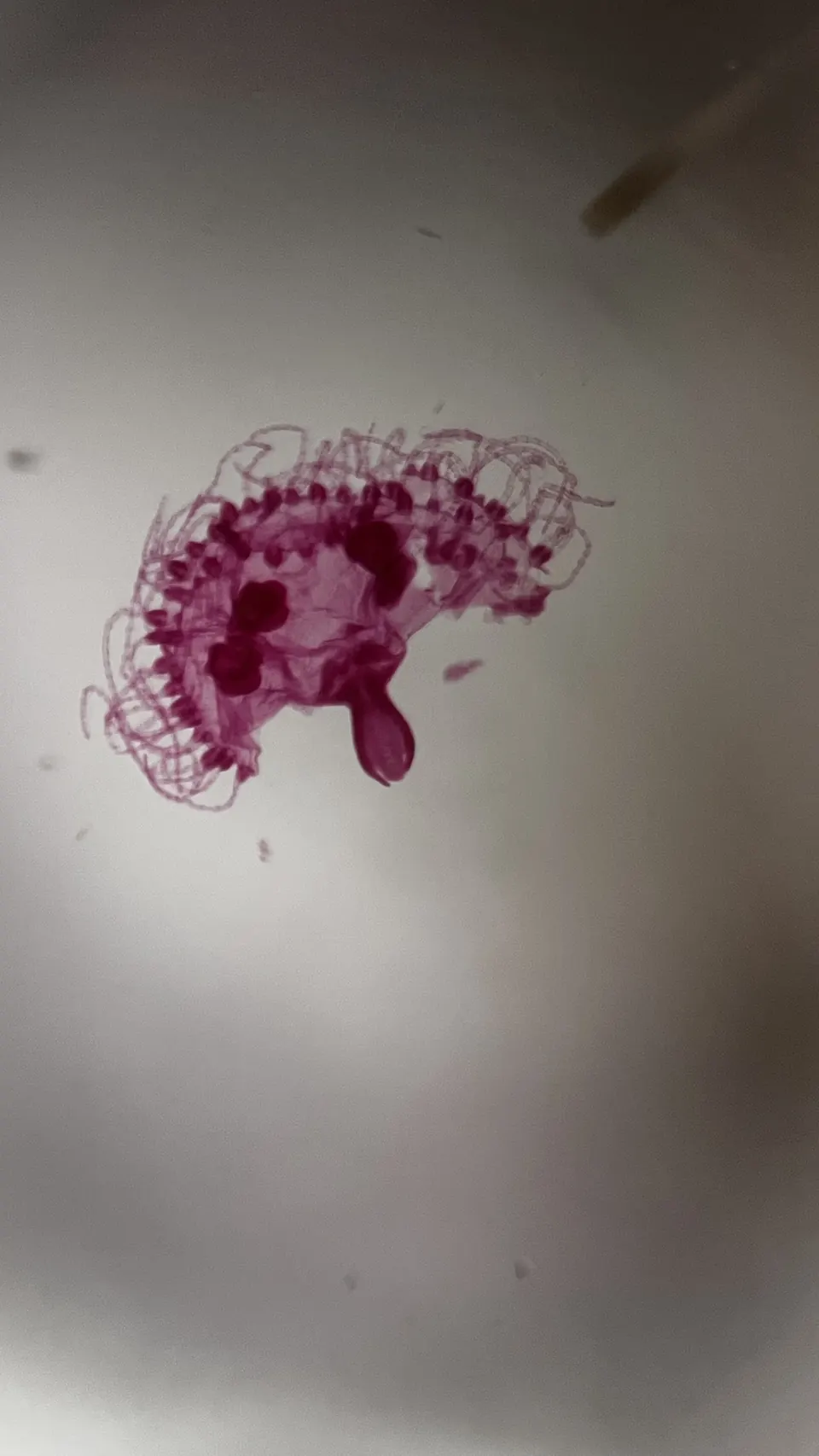 Aurelia aurita (medusa) vista con el Microscopio DúoLab, tonos magenta